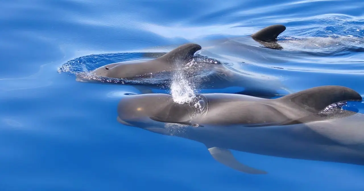 Private Charter — 4 Hours