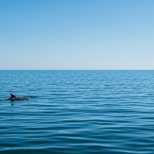 A Guide to Responsible Whale Watching